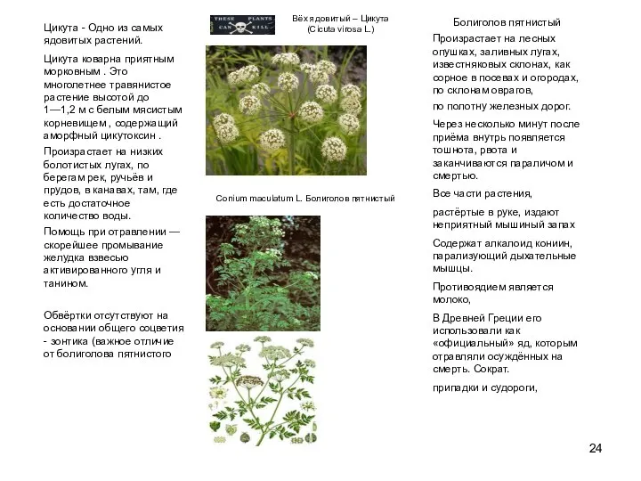 Вёх ядовитый – Цикута (Cicuta virosa L.) Болиголов пятнистый Произрастает на