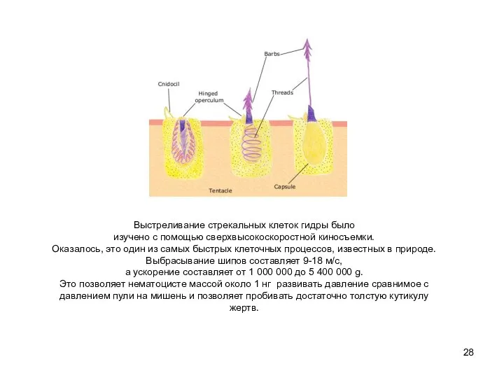 Выстреливание стрекальных клеток гидры было изучено с помощью сверхвысокоскоростной киносъемки. Оказалось,