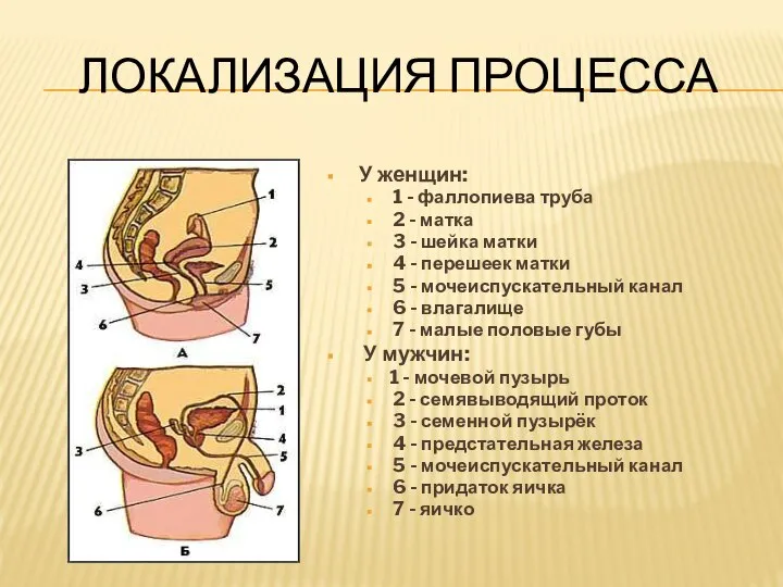 ЛОКАЛИЗАЦИЯ ПРОЦЕССА У женщин: 1 - фаллопиева труба 2 - матка