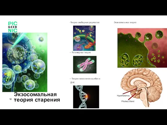 Экзосомальная теория старения Теория свободных радикалов - Теломерная теория - Теория