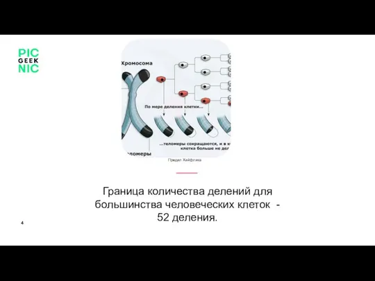 Граница количества делений для большинства человеческих клеток - 52 деления. Персона или объект Предел Хейфлика