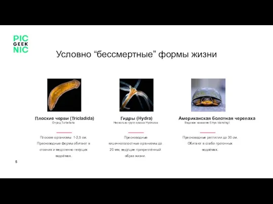 Условно “бессмертные” формы жизни Плоские черви (Tricladida) Отряд Turbellaria Плоские организмы