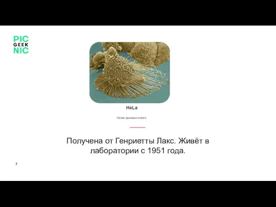 Получена от Генриетты Лакс. Живёт в лаборатории с 1951 года. HeLa Линия раковых клеток