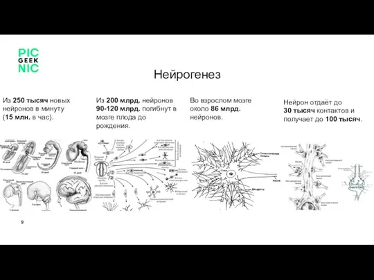 Нейрогенез Из 200 млрд. нейронов 90-120 млрд. погибнут в мозге плода