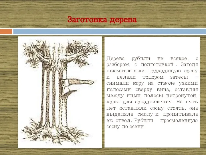 Заготовка дерева Дерево рубили не всякое, с разбором, с подготовкой. Загодя