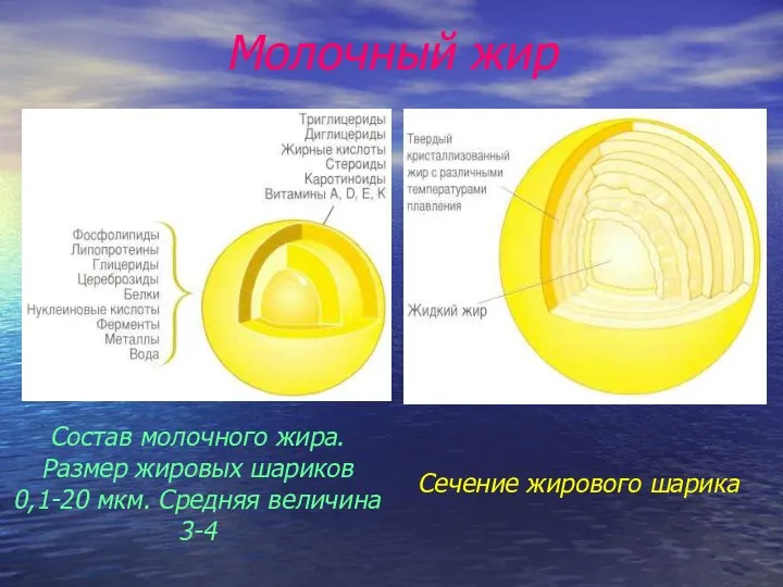 Молочный жир Состав молочного жира. Размер жировых шариков 0,1-20 мкм. Средняя величина 3-4 Сечение жирового шарика