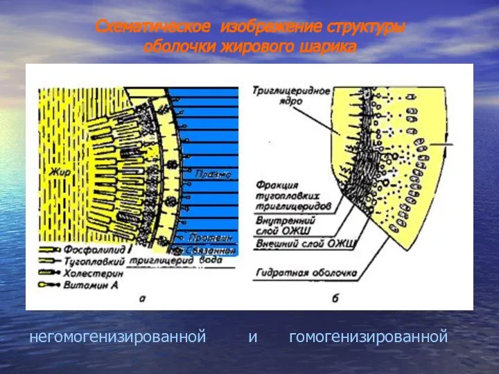 Схематическое изображение структуры оболочки жирового шарика негомогенизированной и гомогенизированной