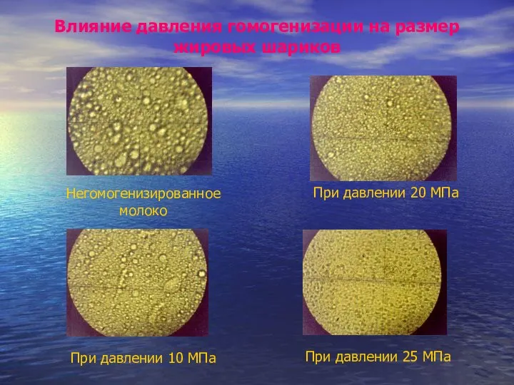 Влияние давления гомогенизации на размер жировых шариков Негомогенизированное молоко При давлении