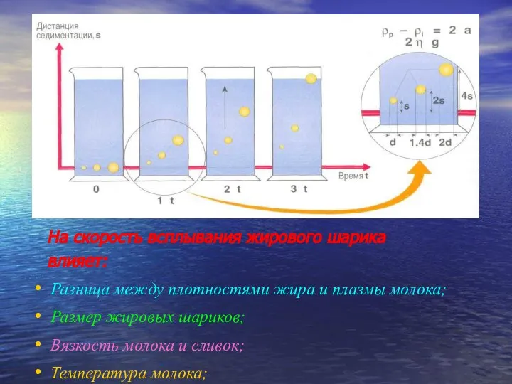 На скорость всплывания жирового шарика влияет: Разница между плотностями жира и