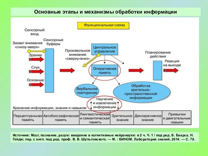 Основные этапы и механизмы обработки информации Источник: Мозг, познание, разум: введение