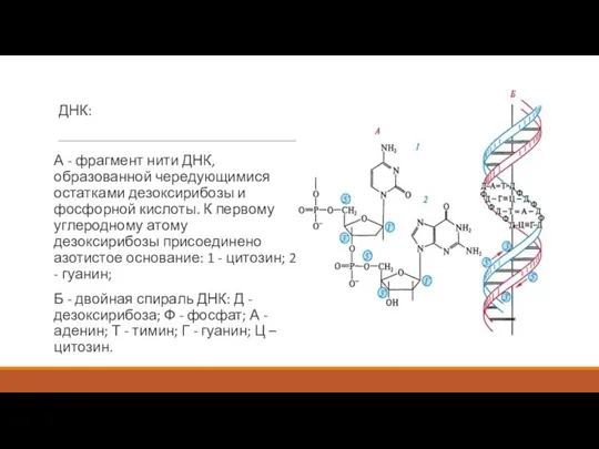 ДНК: А - фрагмент нити ДНК, образованной чередующимися остатками дезоксирибозы и
