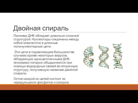 Двойная спираль Полимер ДНК обладает довольно сложной структурой. Нуклеотиды соединены между