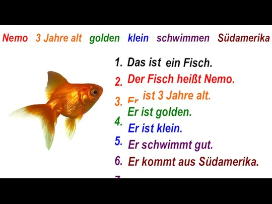 Nemo 3 Jahre alt golden klein schwimmen Südamerika Das ist ...