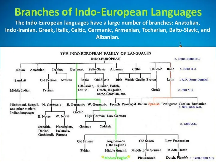 Branches of Indo-European Languages The Indo-European languages have a large number