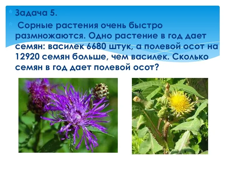 Задача 5. Сорные растения очень быстро размножаются. Одно растение в год