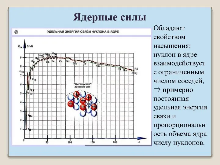 Ядерные силы Обладают свойством насыщения: нуклон в ядре взаимодействует с ограниченным