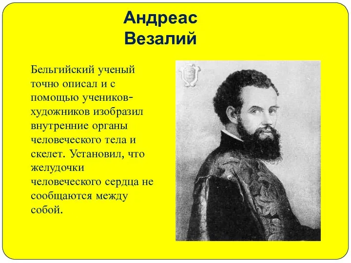 Андреас Везалий Бельгийский ученый точно описал и с помощью учеников-художников изобразил