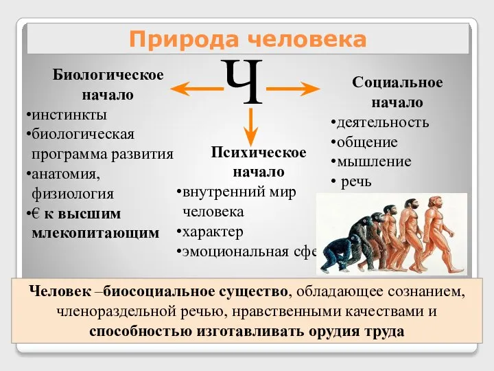 Природа человека Ч Биологическое начало инстинкты биологическая программа развития анатомия, физиология