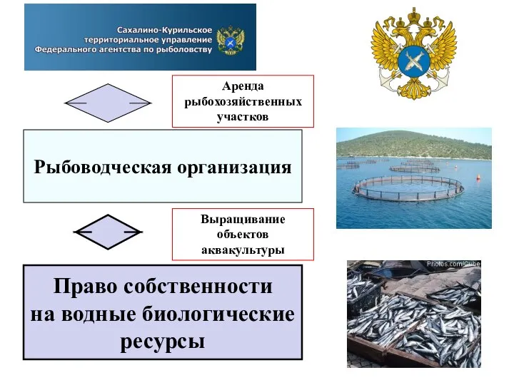 Рыбоводческая организация Право собственности на водные биологические ресурсы Аренда рыбохозяйственных участков Выращивание объектов аквакультуры