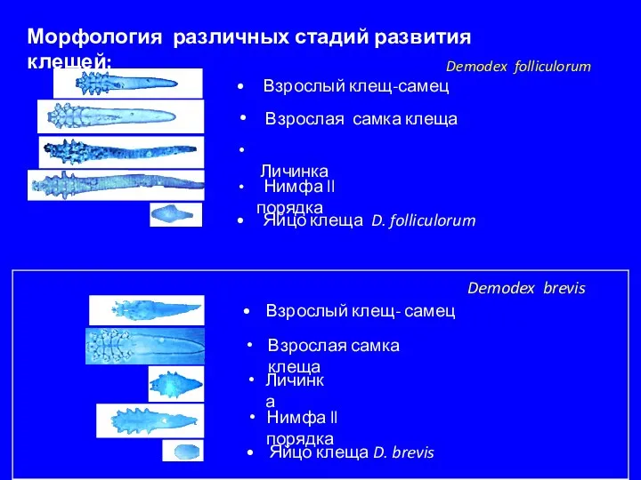 Взрослый клещ-самец Взрослая самка клеща Личинка Морфология различных стадий развития клещей: