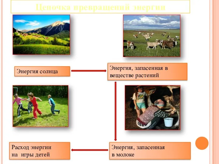 Цепочка превращений энергии Энергия солнца Энергия, запасенная в веществе растений Энергия,