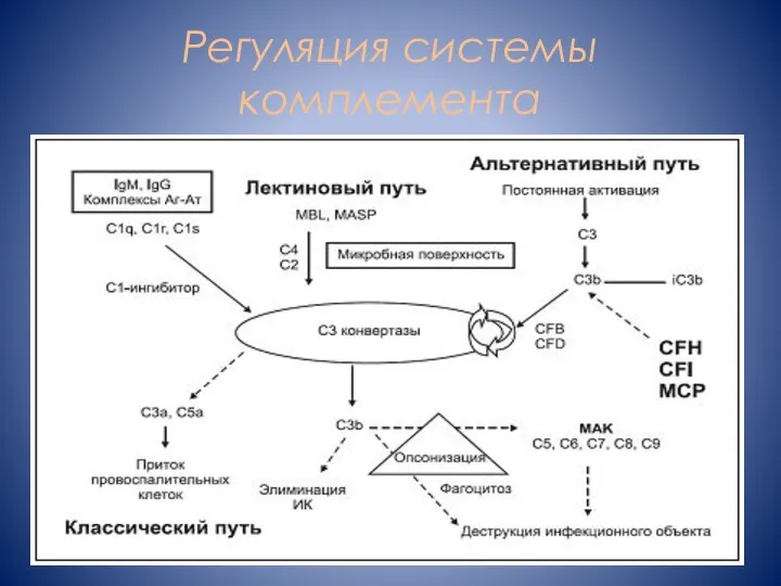 Регуляция системы комплемента