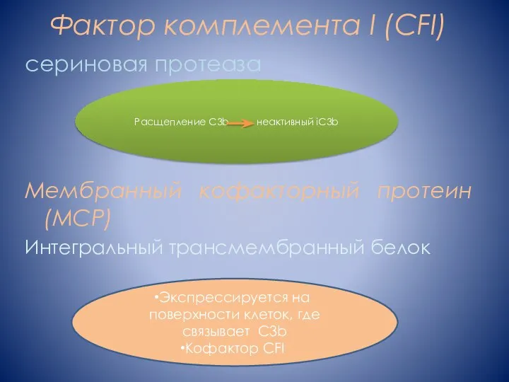 Фактор комплемента I (CFI) сериновая протеаза Мембранный кофакторный протеин (MCP) Интегральный