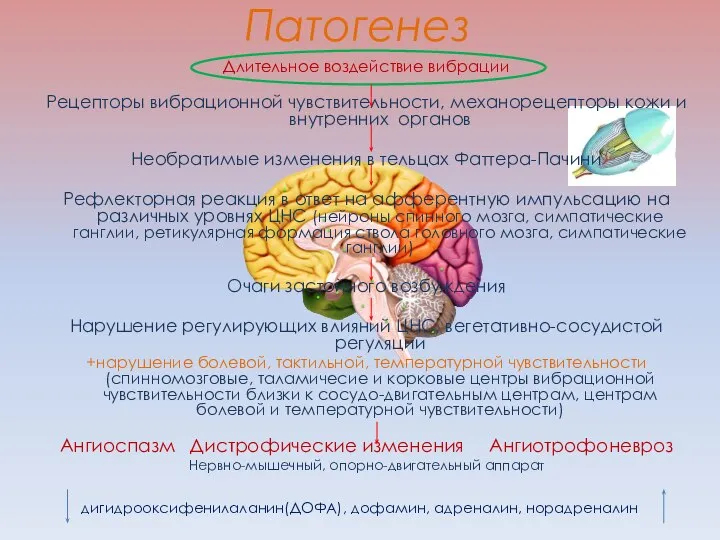 Патогенез Длительное воздействие вибрации Рецепторы вибрационной чувствительности, механорецепторы кожи и внутренних