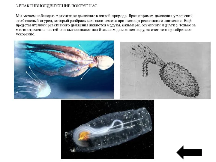 3.РЕАКТИВНОЕДВИЖЕНИЕ ВОКРУГ НАС Мы можем наблюдать реактивное движение в живой природе.