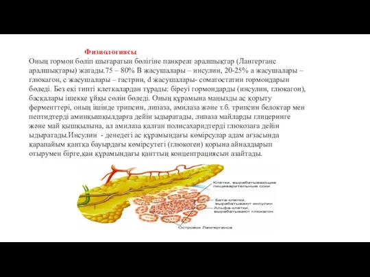 Физиологиясы Оның гормон бөліп шығаратын бөлігіне панкреат аралшықтар (Лангерганс аралшықтары) жатады.75