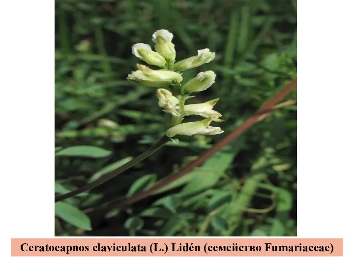 Ceratocapnos claviculata (L.) Lidén (семейство Fumariaceae)