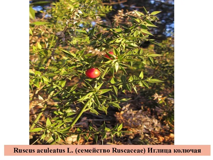 Ruscus aculeatus L. (семейство Ruscaceae) Иглица колючая