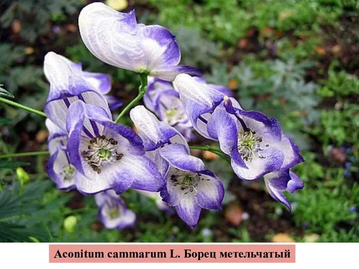 Aconitum cammarum L. Борец метельчатый