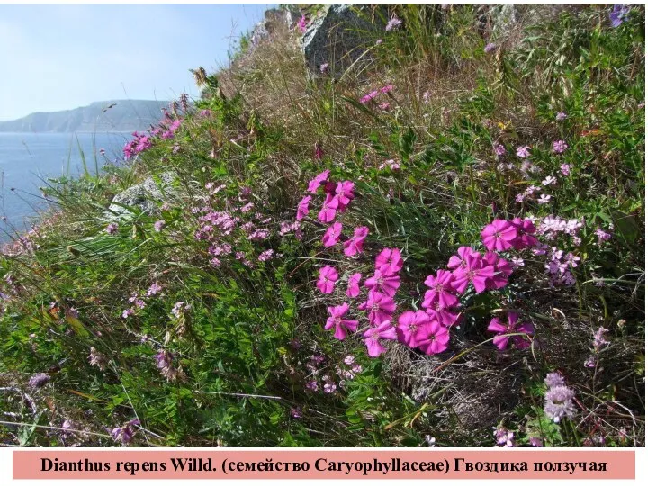 Dianthus repens Willd. (семейство Caryophyllaceae) Гвоздика ползучая