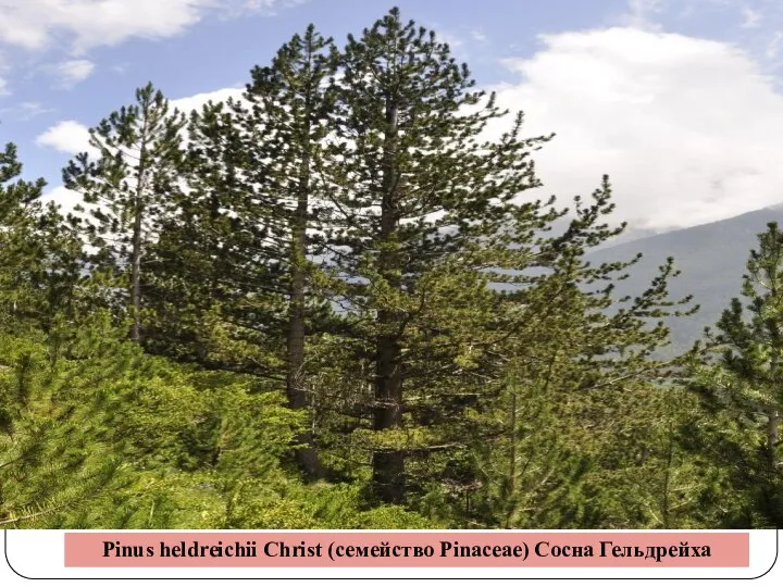 Pinus heldreichii Christ (семейство Pinaceae) Сосна Гельдрейха