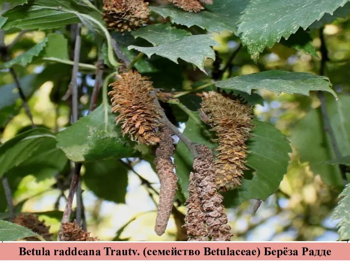 Betula raddeana Trautv. (семейство Betulaceae) Берёза Радде
