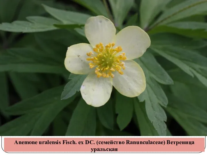 Anemone uralensis Fisch. ex DC. (семейство Ranunculaceae) Ветреница уральская