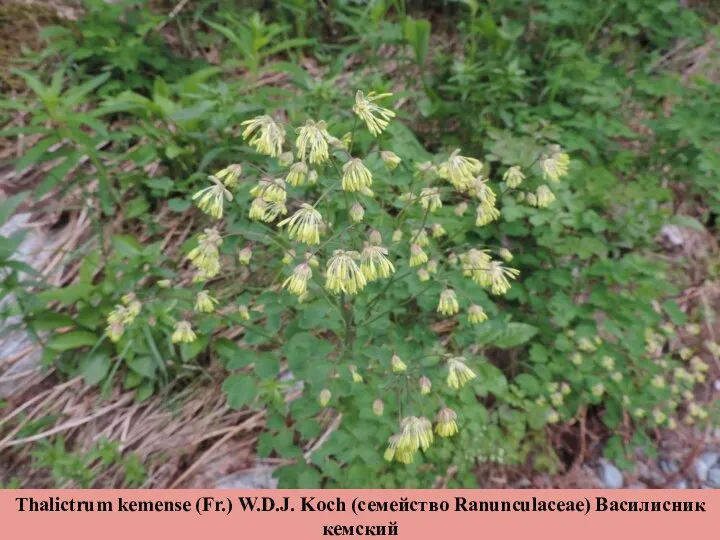Thalictrum kemense (Fr.) W.D.J. Koch (семейство Ranunculaceae) Василисник кемский