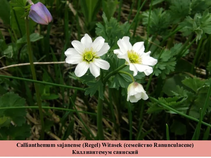 Callianthemum sajanense (Regel) Witasek (семейство Ranunculaceae) Каллиантемум саянский