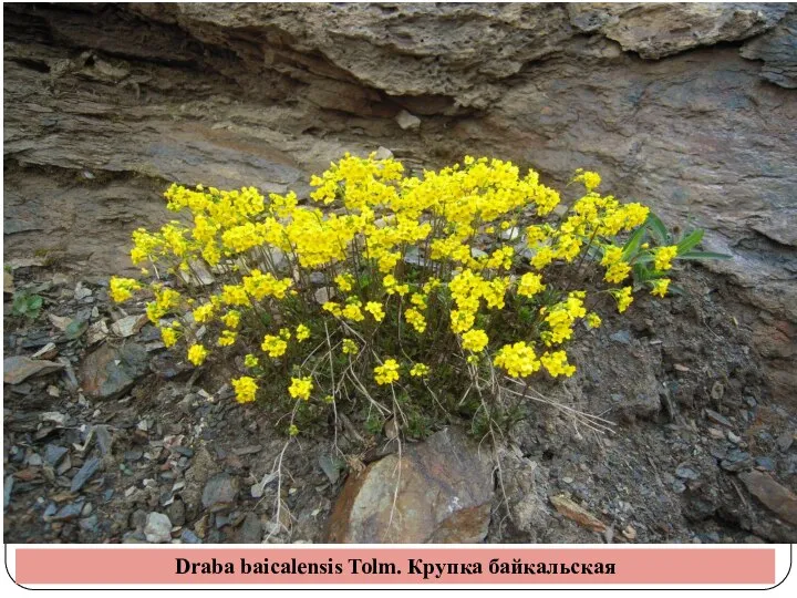 Draba baicalensis Tolm. Крупка байкальская
