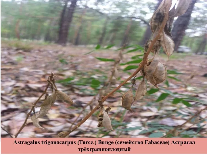 Astragalus trigonocarpus (Turcz.) Bunge (семейство Fabaceae) Астрагал трёхгранноплодный