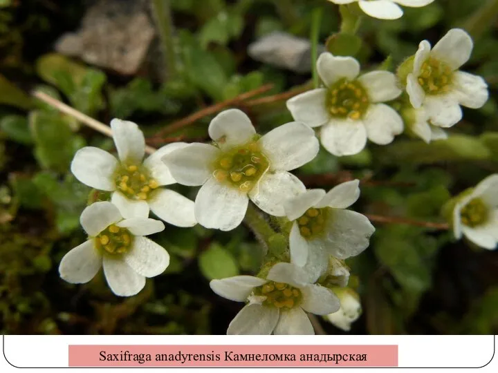 Saxifraga anadyrensis Камнеломка анадырская