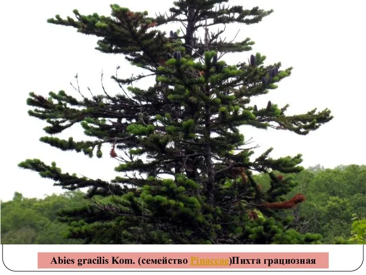 Abies gracilis Kom. (семейство Pinaceae)Пихта грациозная