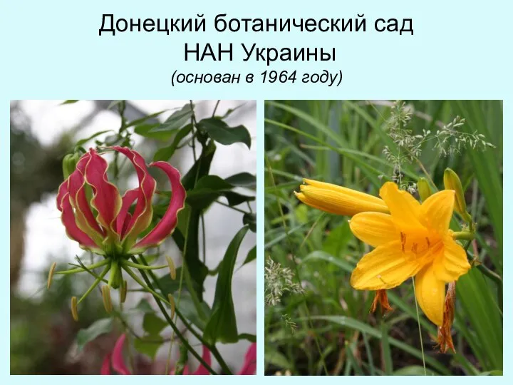 Донецкий ботанический сад НАН Украины (основан в 1964 году)
