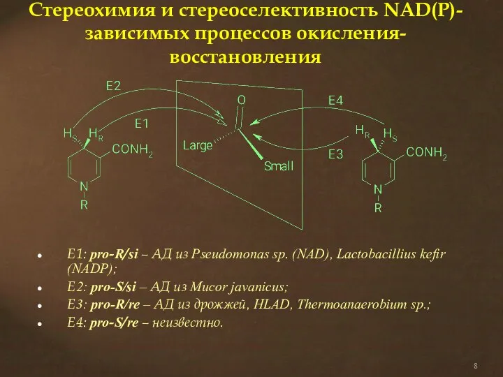 Стереохимия и стереоселективность NAD(P)-зависимых процессов окисления-восстановления Е1: pro-R/si – АД из
