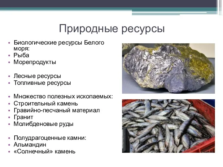 Природные ресурсы Биологические ресурсы Белого моря: Рыба Морепродукты Лесные ресурсы Топливные