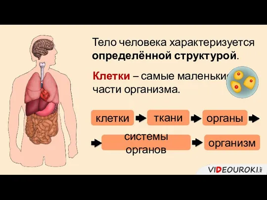 Тело человека характеризуется определённой структурой. Клетки – самые маленькие части организма.