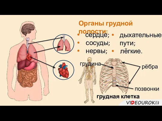 Органы грудной полости: сердце; сосуды; нервы; дыхательные пути; лёгкие. грудная клетка грудина рёбра позвонки