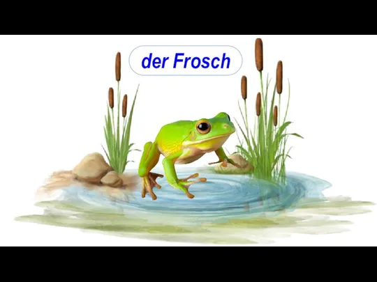 der Frosch
