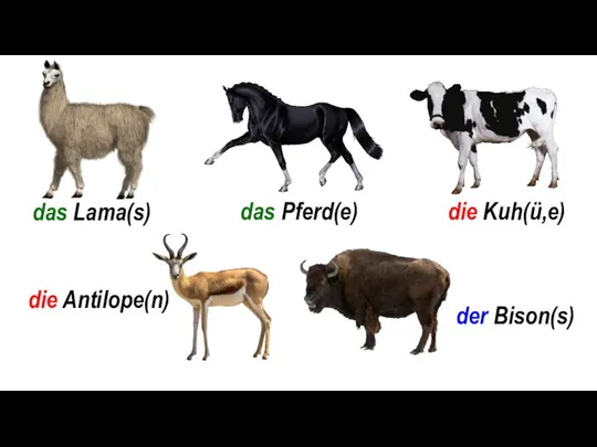 das Lama(s) das Pferd(e) die Kuh(ü,e) die Antilope(n) der Bison(s)